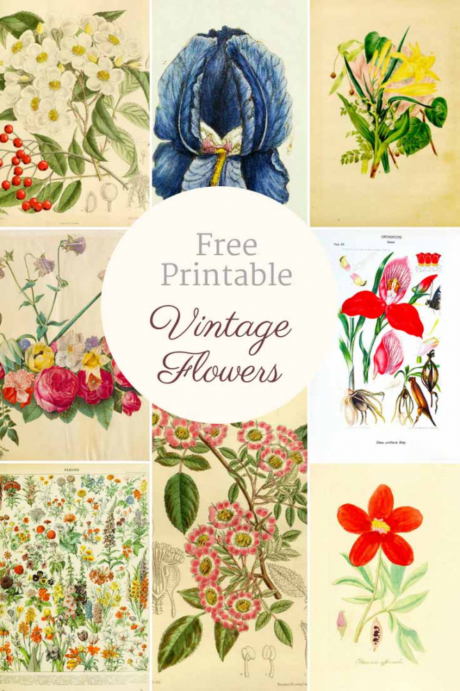 Beautiful Free Vintage Flower Pictures To Download - Picture Box Blue
