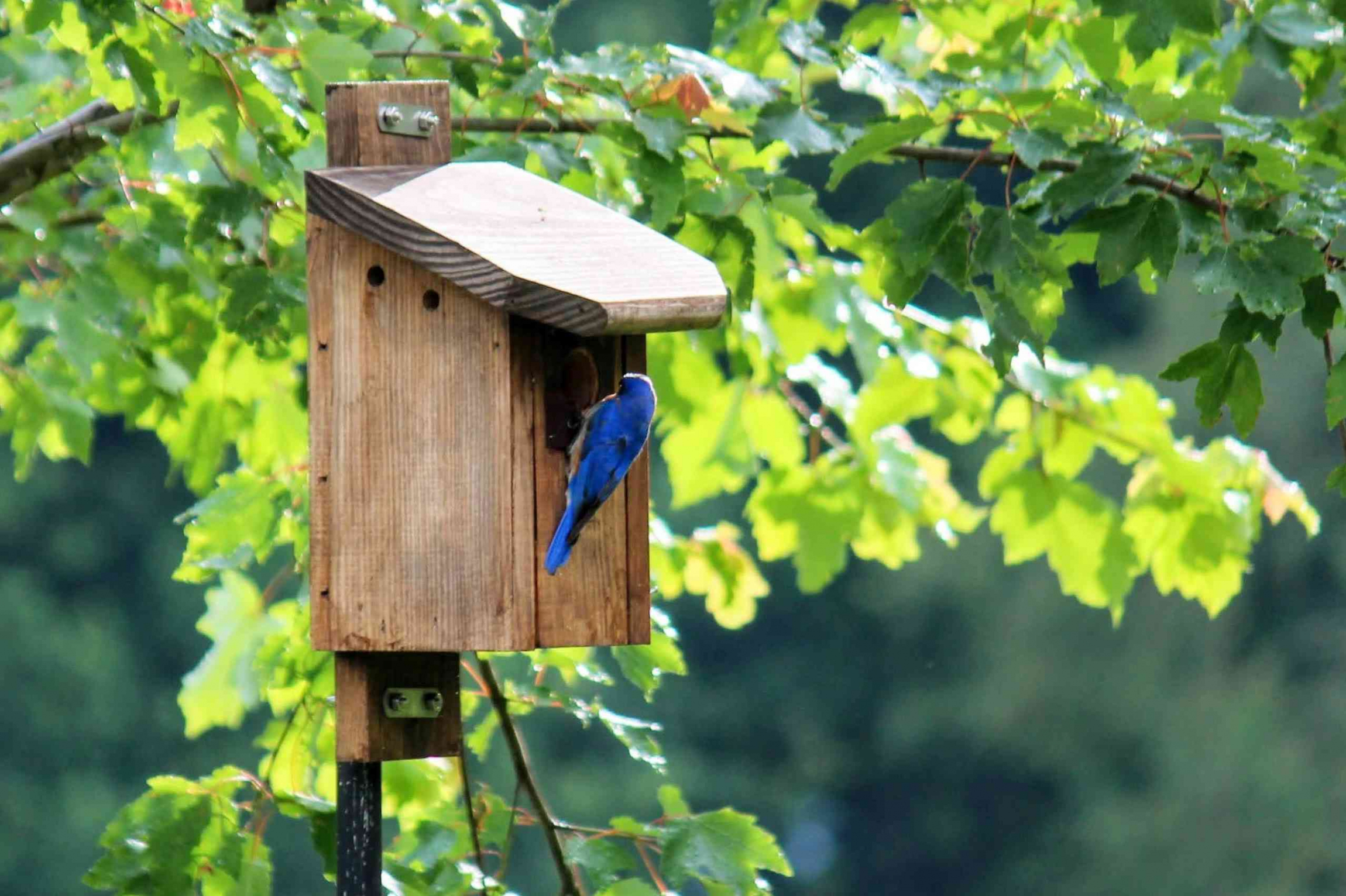 Free Plans for Building a Bluebird House