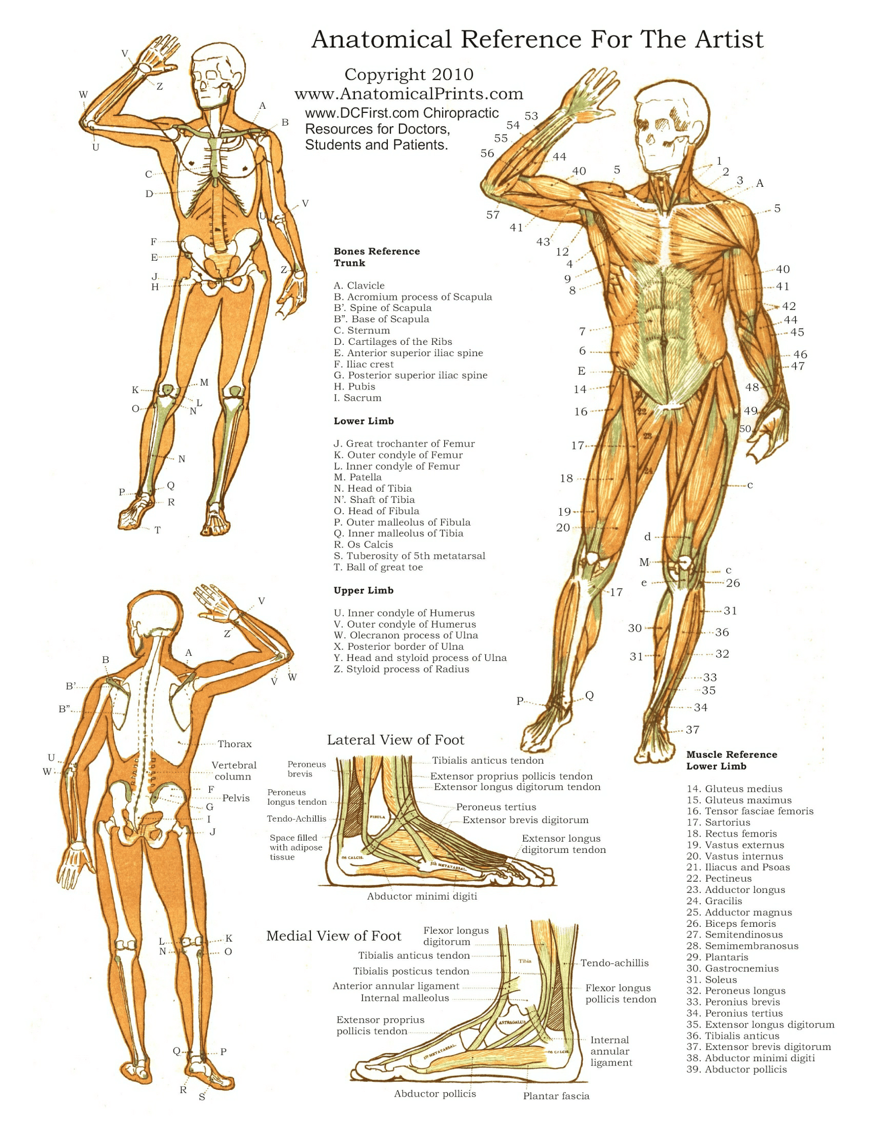 Anatomy Posters | Poster Template in Free Printable Anatomy Pictures