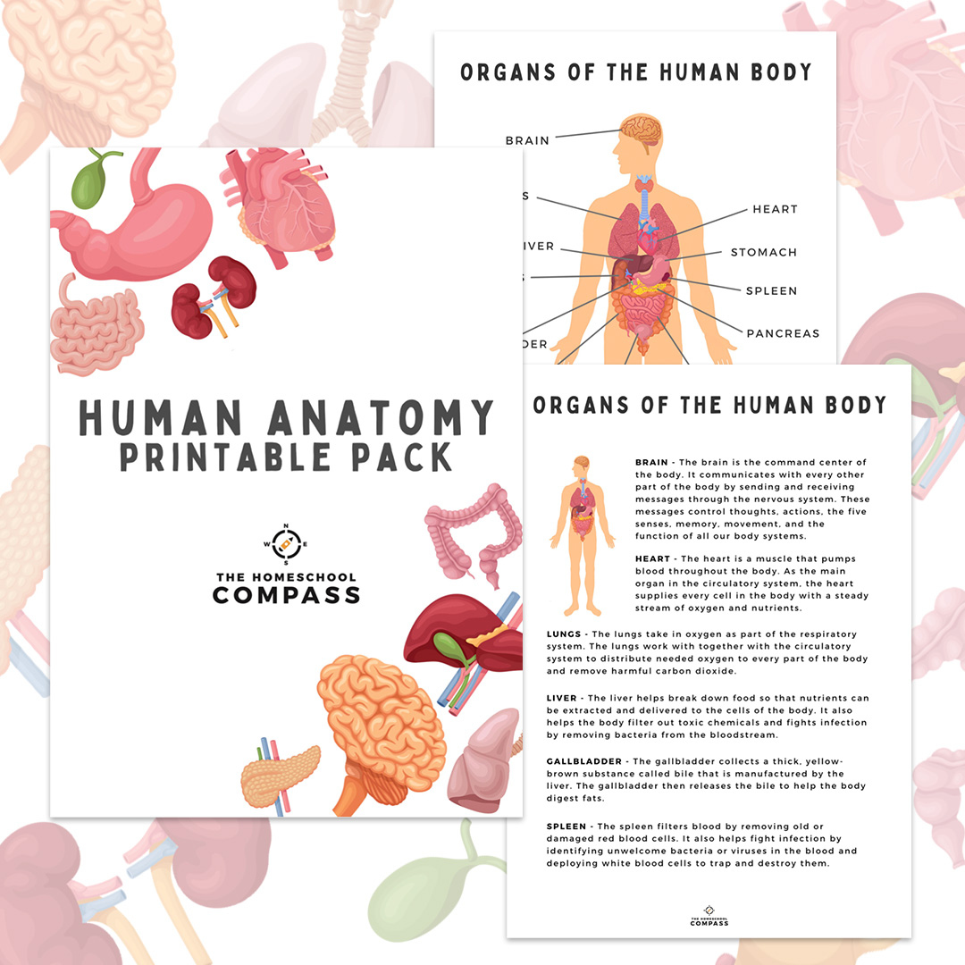 Free Human Anatomy Printable Pack - Homeschool Compass inside Free Printable Anatomy Pictures