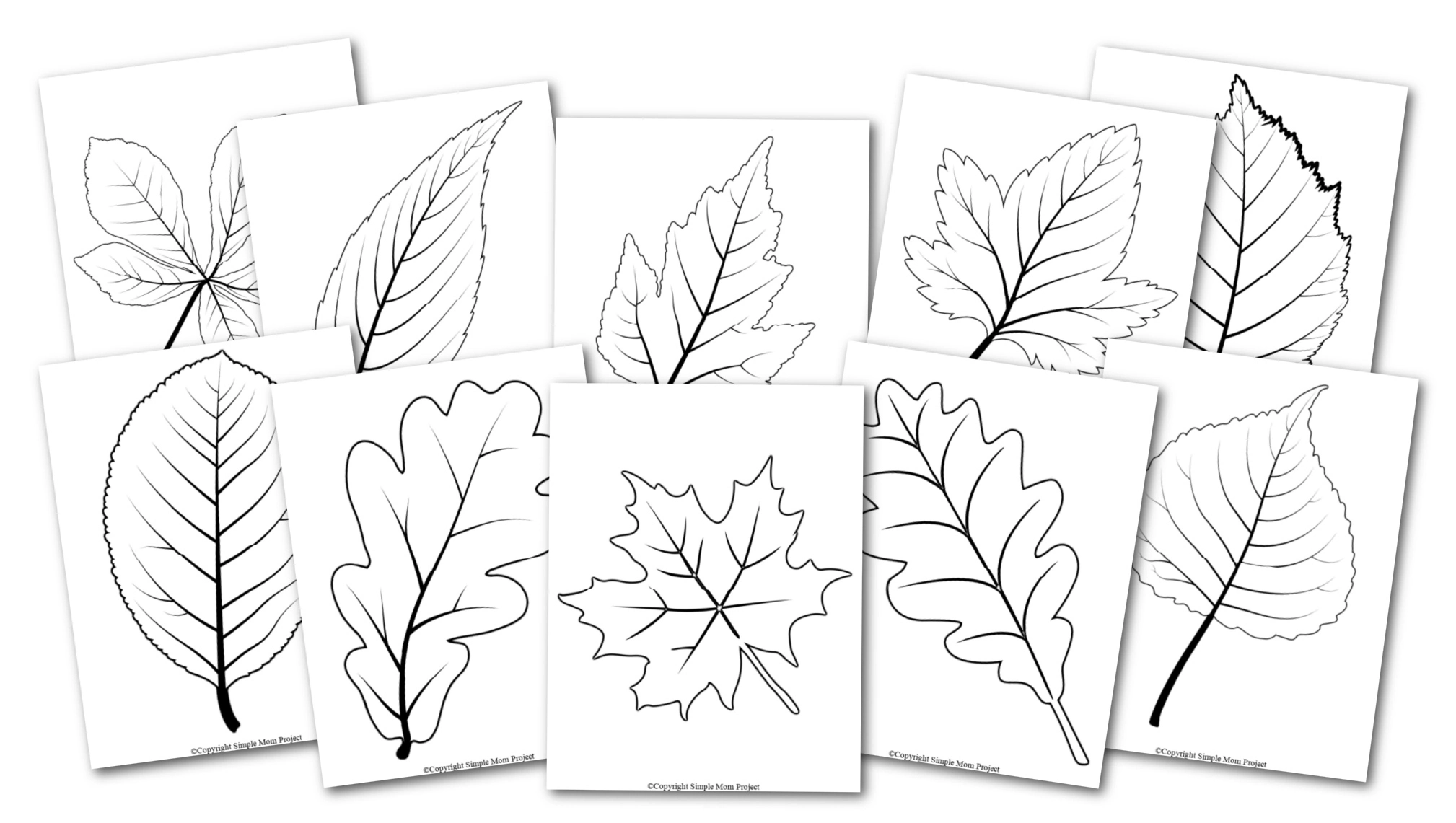 Free Printable Large Leaf Templates, Stencils And Patterns pertaining to Fall Leaves Pictures Free Printable