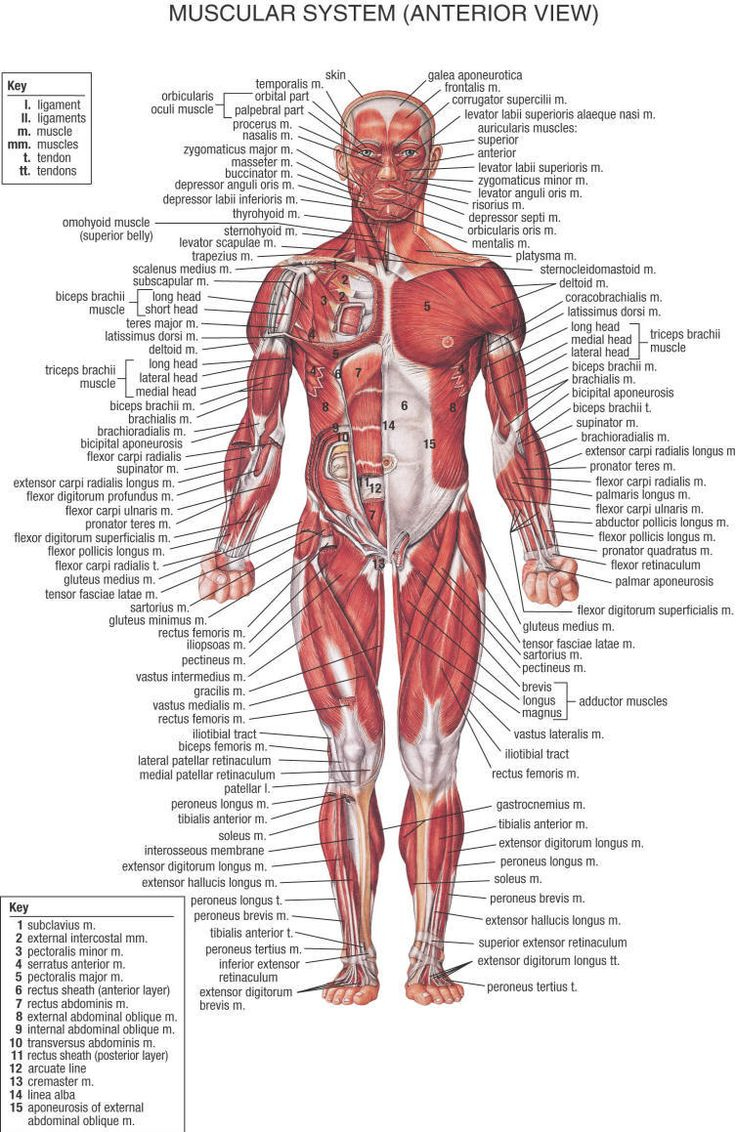 Free Printable Reflexology Charts | All About Me Printables 3Rd pertaining to Free Printable Anatomy Pictures