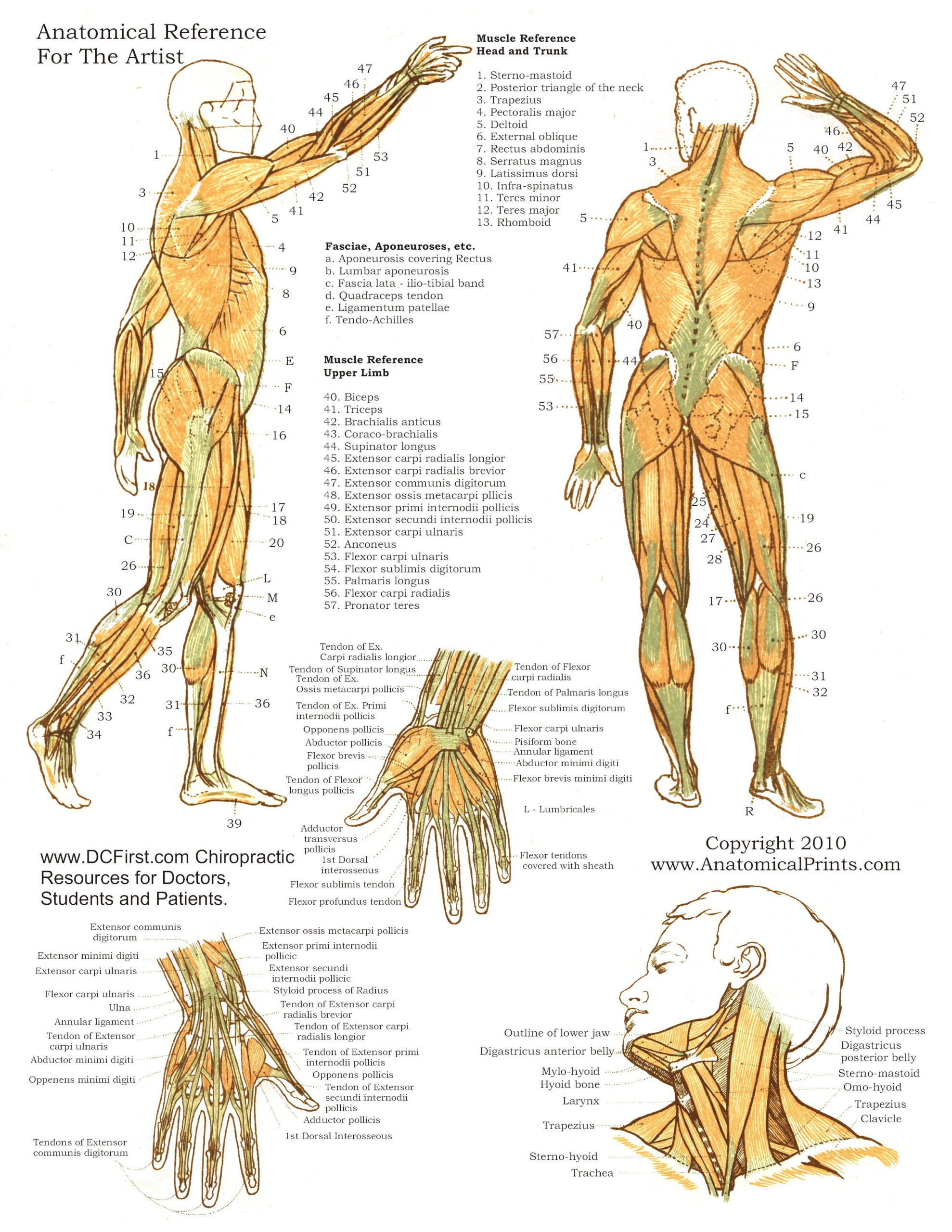 Printable Free Anatomy Study Guides in Free Printable Anatomy Pictures