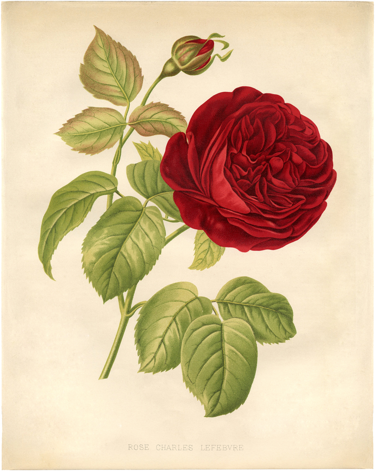 15 Free Vintage Roses Images - Gorgeous! - The Graphics Fairy with Free Printable Roses