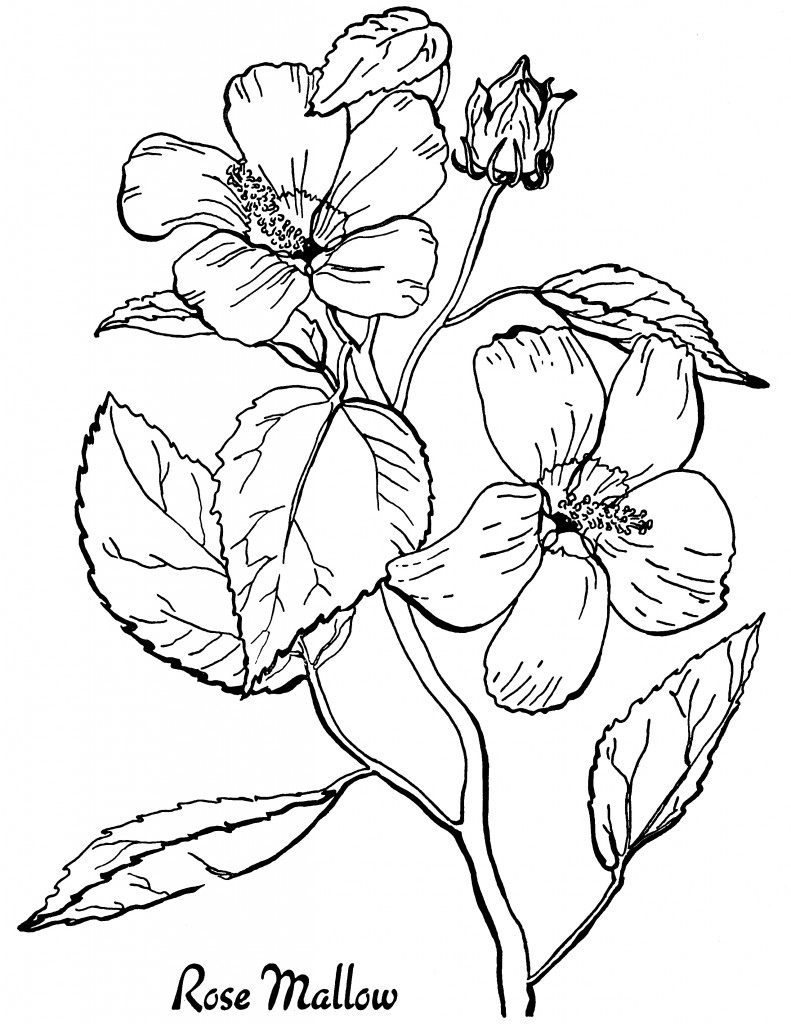 16 Flower Coloring Pages For Adults- All Unique! - The Graphics Fairy in Free Printable Flower Coloring Pages for Adults