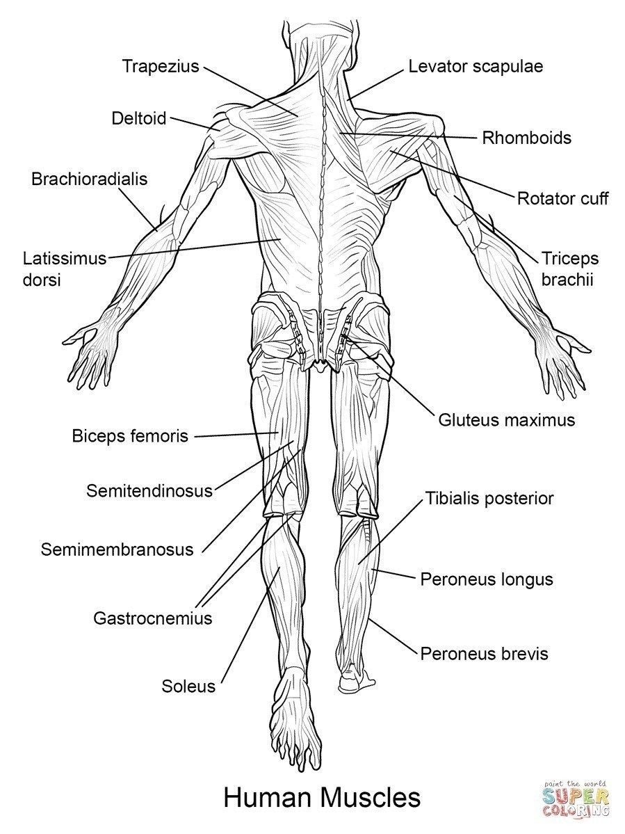 Anatomy Coloring Pages Free Anatomy Coloring Pages 18 Printable pertaining to Free Anatomy Coloring Pages Printable