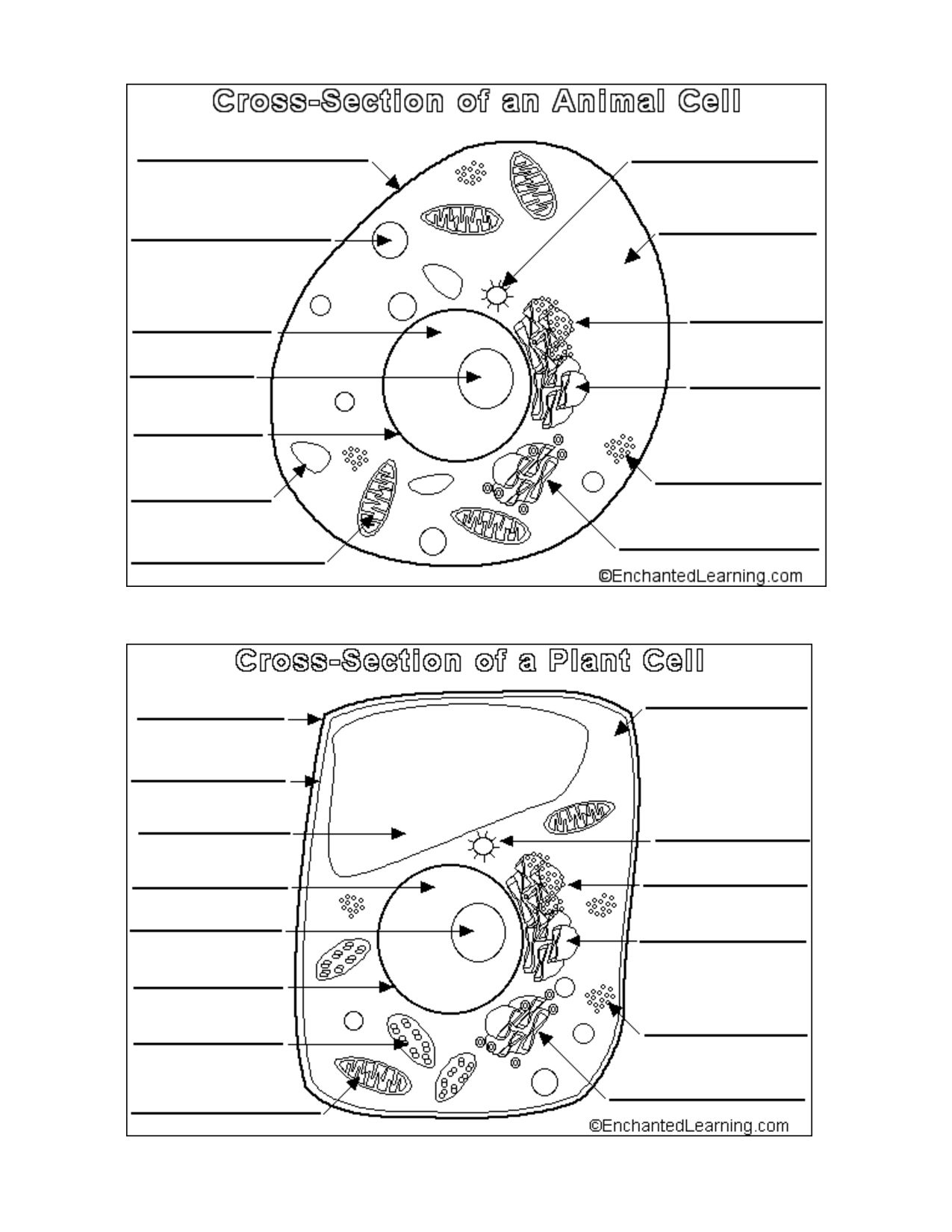 Animal And Plant Cells Worksheet for Free Printable Cell Worksheets