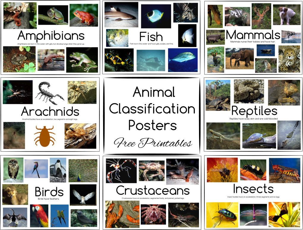 Animal Classification Posters And Games ~ Free Printables | Animal for Free Printable Animal Classification Cards