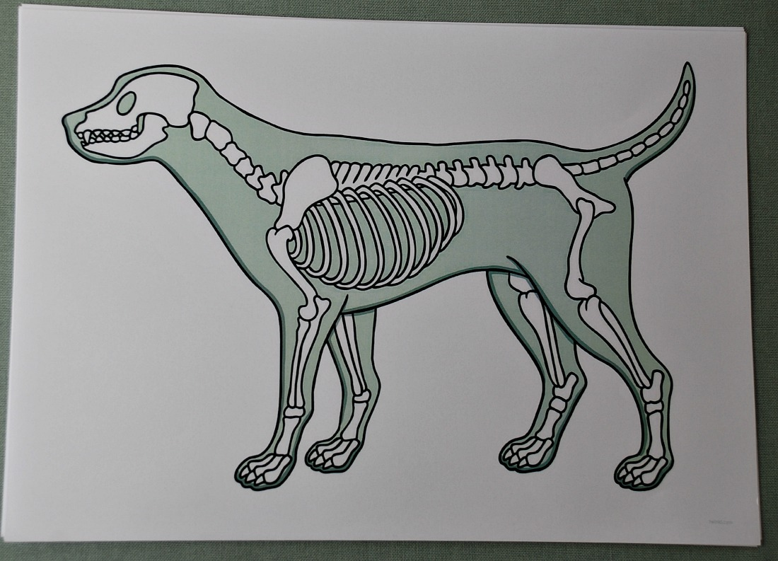 Animal Skeletons | Ofamily Learning Together with Free Printable Animal X Rays