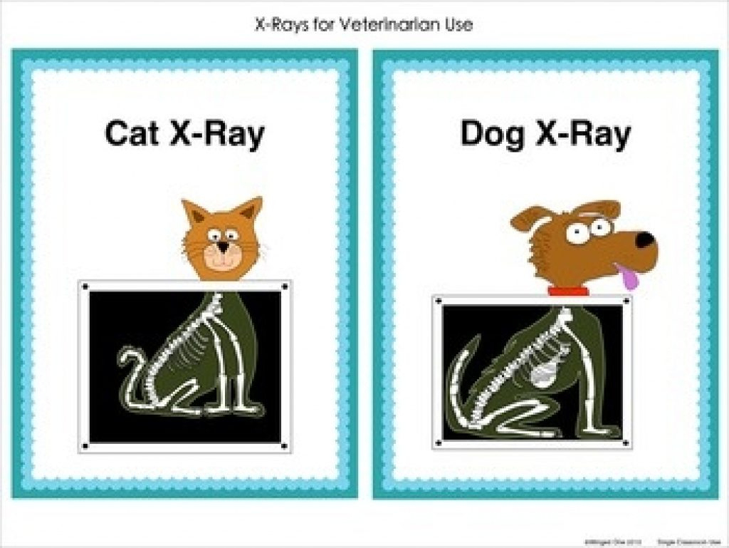 Animal X Rays Printables Free with regard to Free Printable Animal X Rays