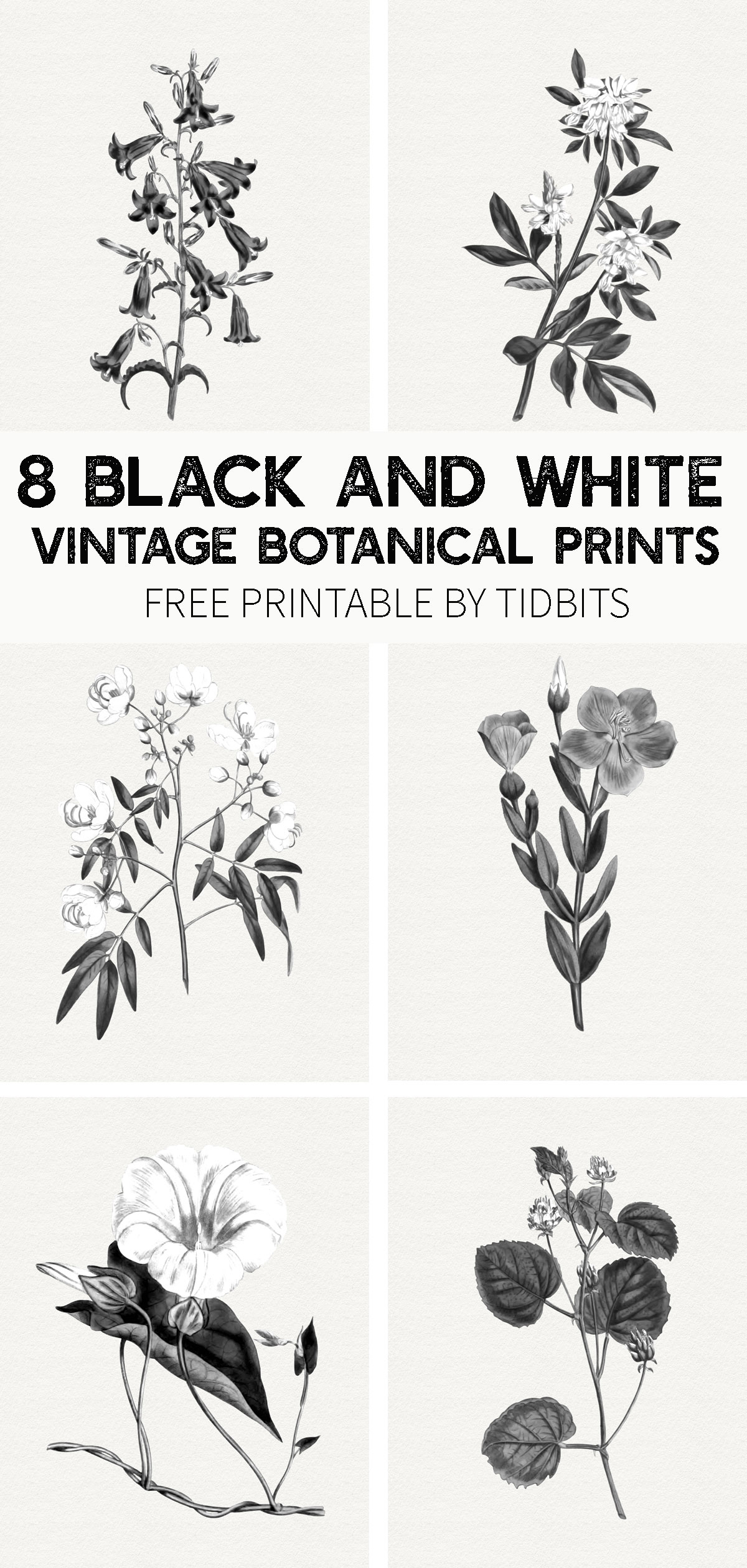 Free Black And White Vintage Botanical Prints - Tidbits with Free Black and White Printables