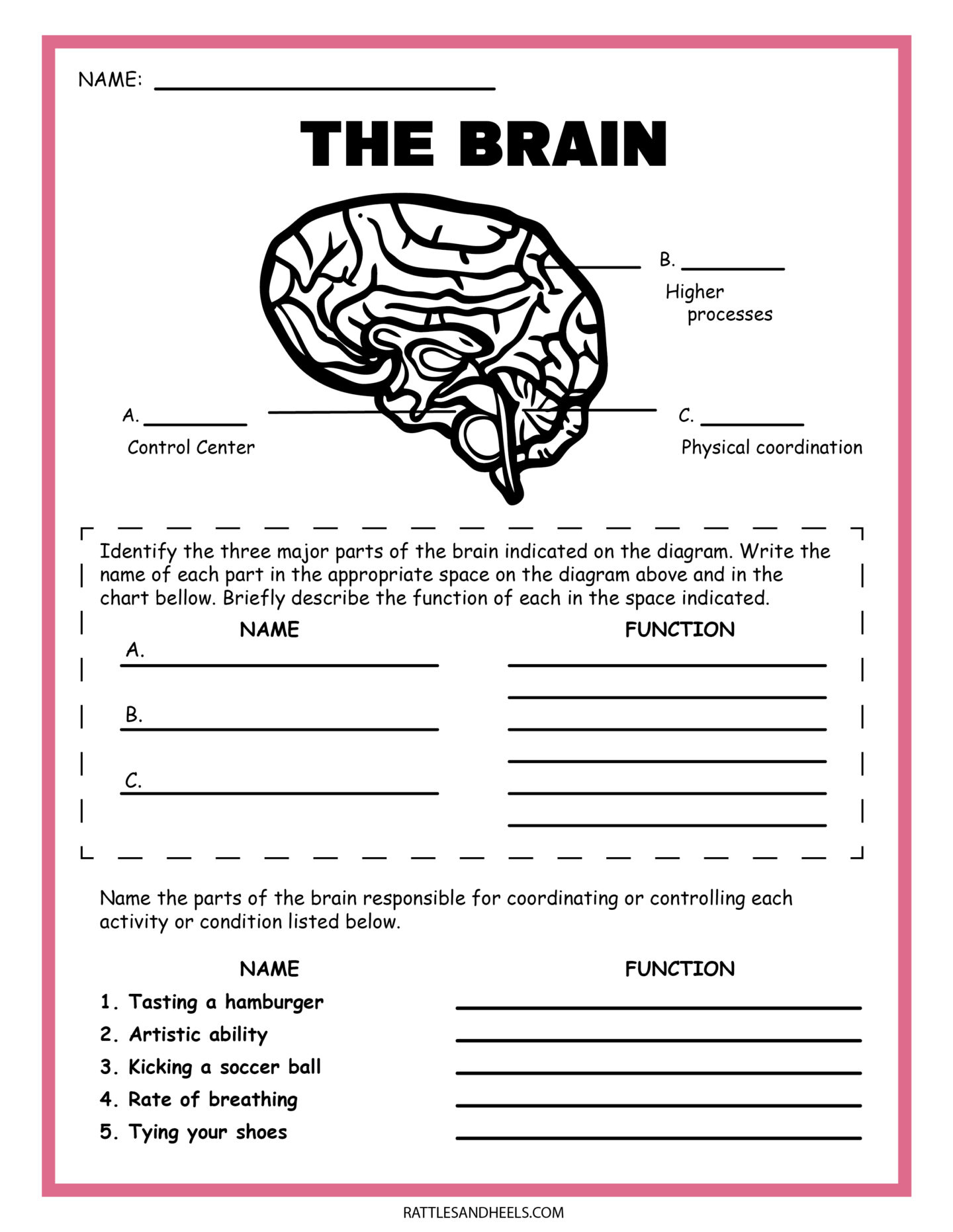 Free Science Worksheets| The Nervous System - Adanna Dill for Free Printable Science Worksheets