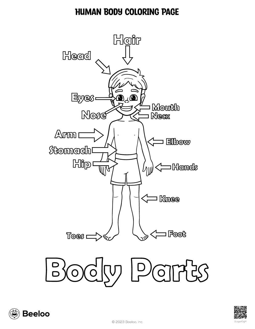Human Body-Themed Coloring Pages • Beeloo Printable Crafts And with Free Printable Human Anatomy Coloring Pages