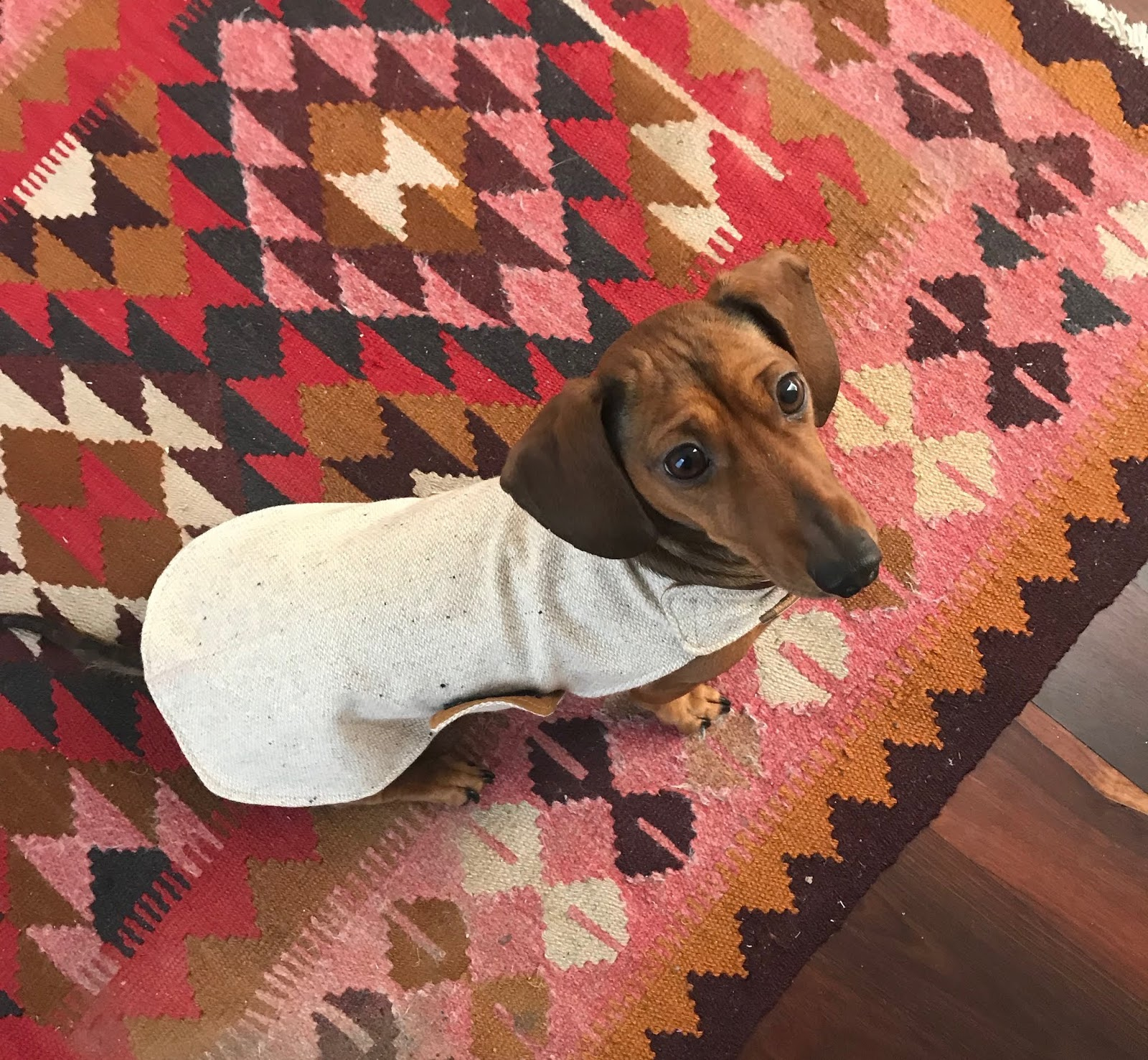 Pattern Freebie: Mini Dachshund Jacket for Free Printable Dachshund Sewing Pattern