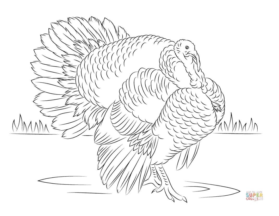 Print These Free Turkey Coloring Pages For The Kids regarding Free Printable Pictures of Turkeys to Color