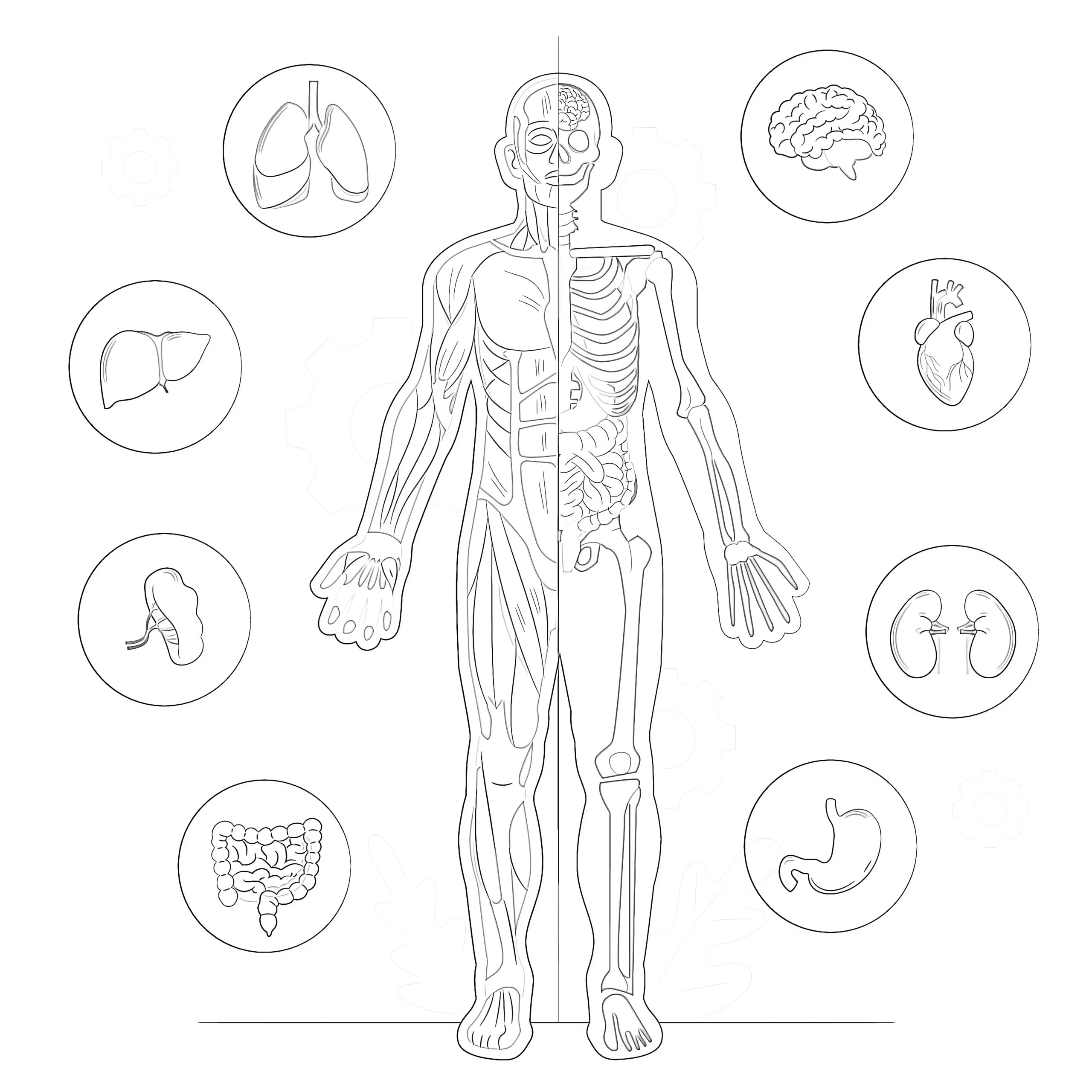 Printable Body Anatomy Coloring Page - Mimi Panda in Free Anatomy Coloring Pages Printable