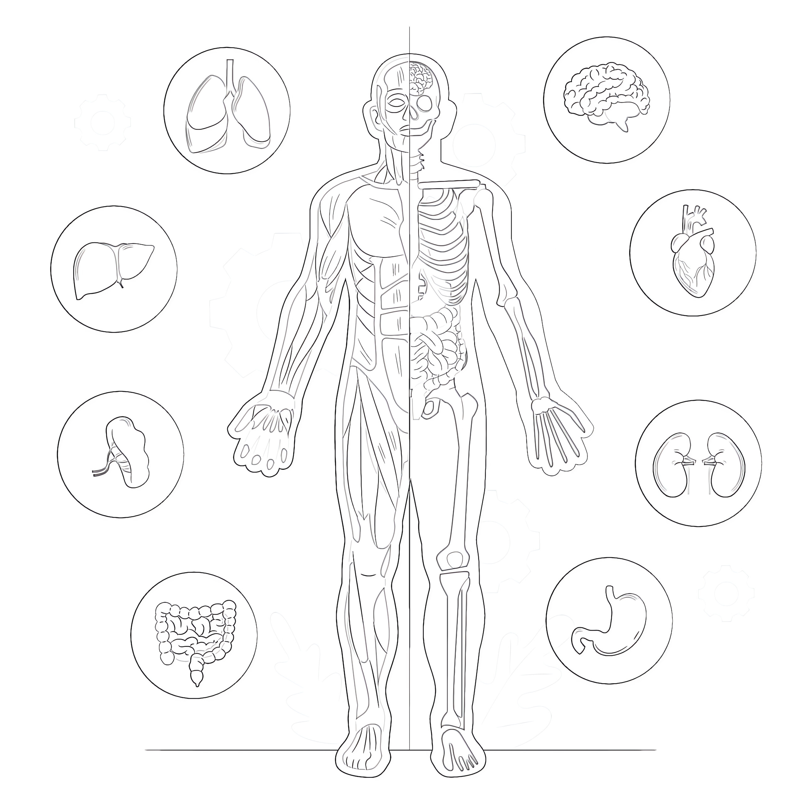 Printable Body Anatomy Coloring Page - Mimi Panda regarding Free Printable Human Anatomy Coloring Pages