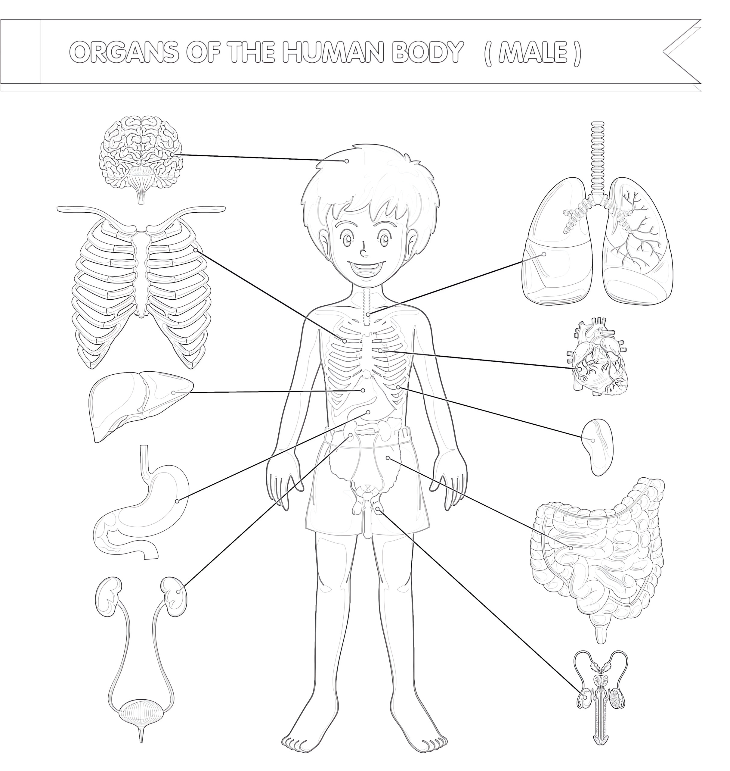 Printable Body Structure Boy Coloring Page - Mimi Panda with regard to Free Printable Human Anatomy Coloring Pages