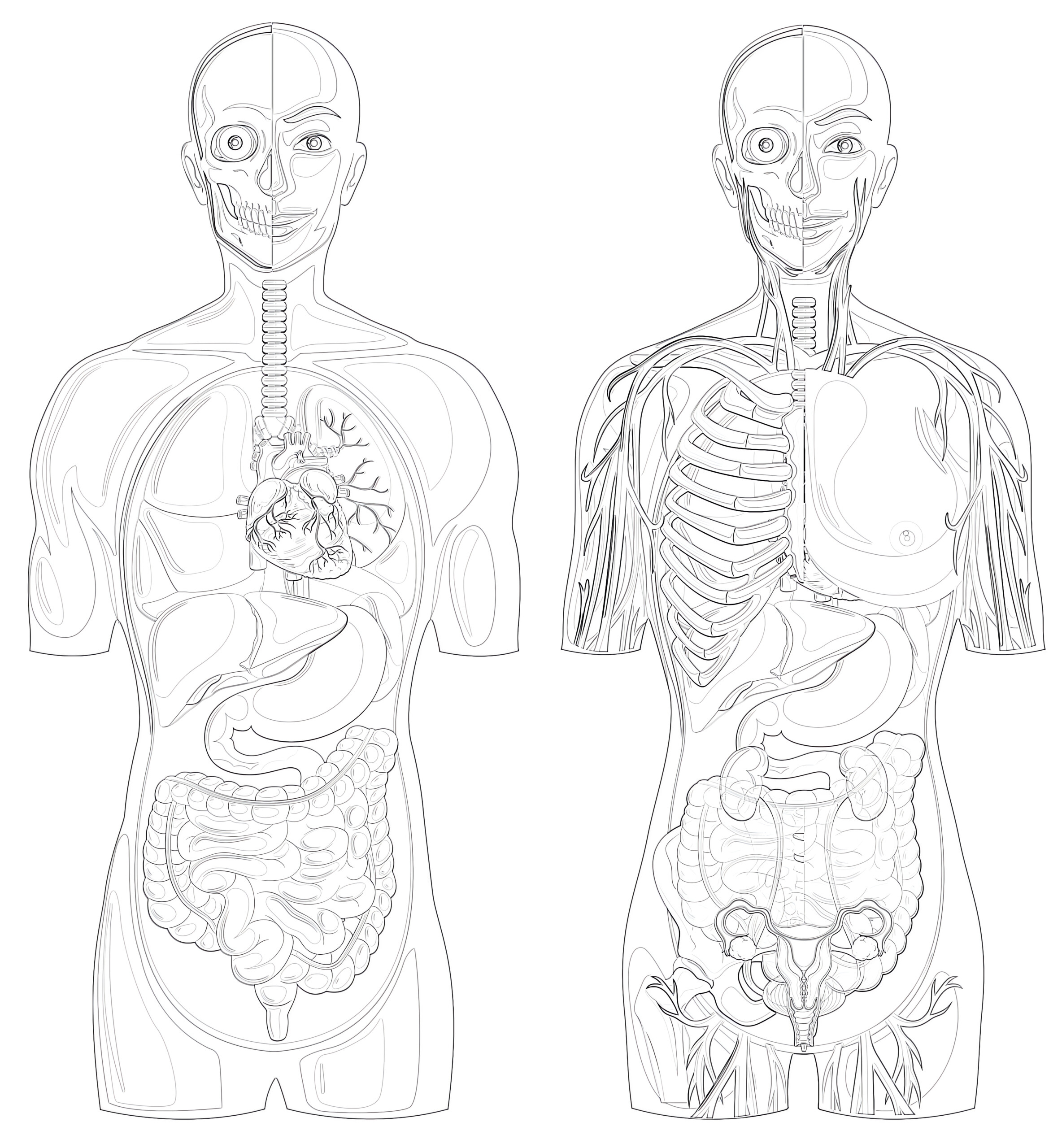 Printable Human Anatomy With Different Systems Coloring Page for Free Printable Human Anatomy Coloring Pages
