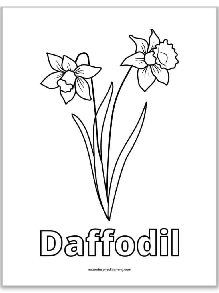 Realistic Daffodil Coloring Pages - Nature Inspired Learning within Free Printable Pictures of Daffodils