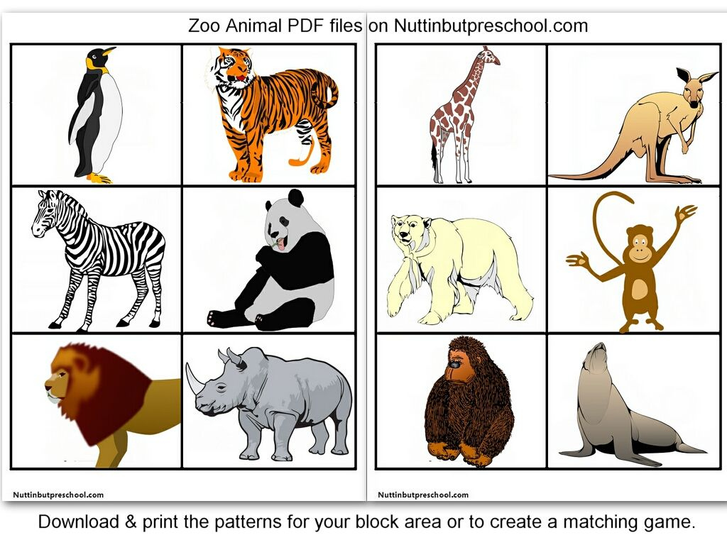 Zoo Animal Pictures For Flashcards inside Free Printable Pictures Of Zoo Animals