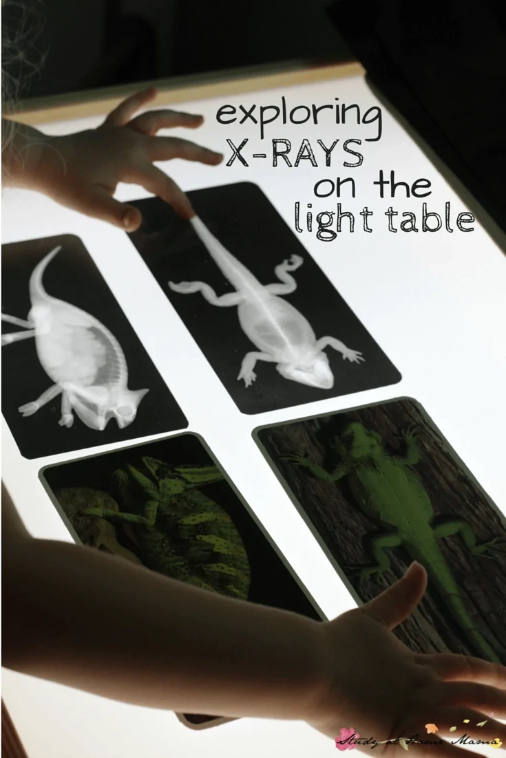 Zoology: Exploring X-Rays On The Light Table ⋆ Sugar, Spice And with regard to Free Printable Animal X Rays