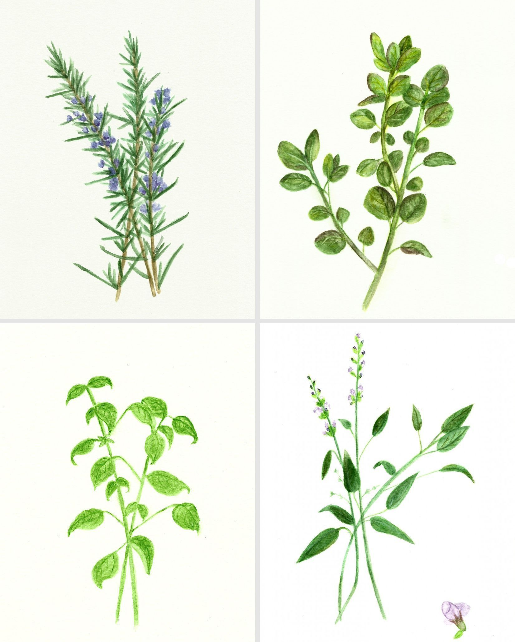 11 Pictures Of Herbs! | Botanical Printables, Watercolor Herbs throughout Free Printable Pictures Of Herbs