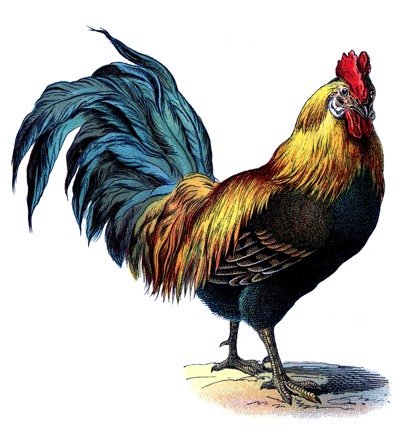 17 Rooster Images! - The Graphics Fairy throughout Free Printable Pictures of Roosters