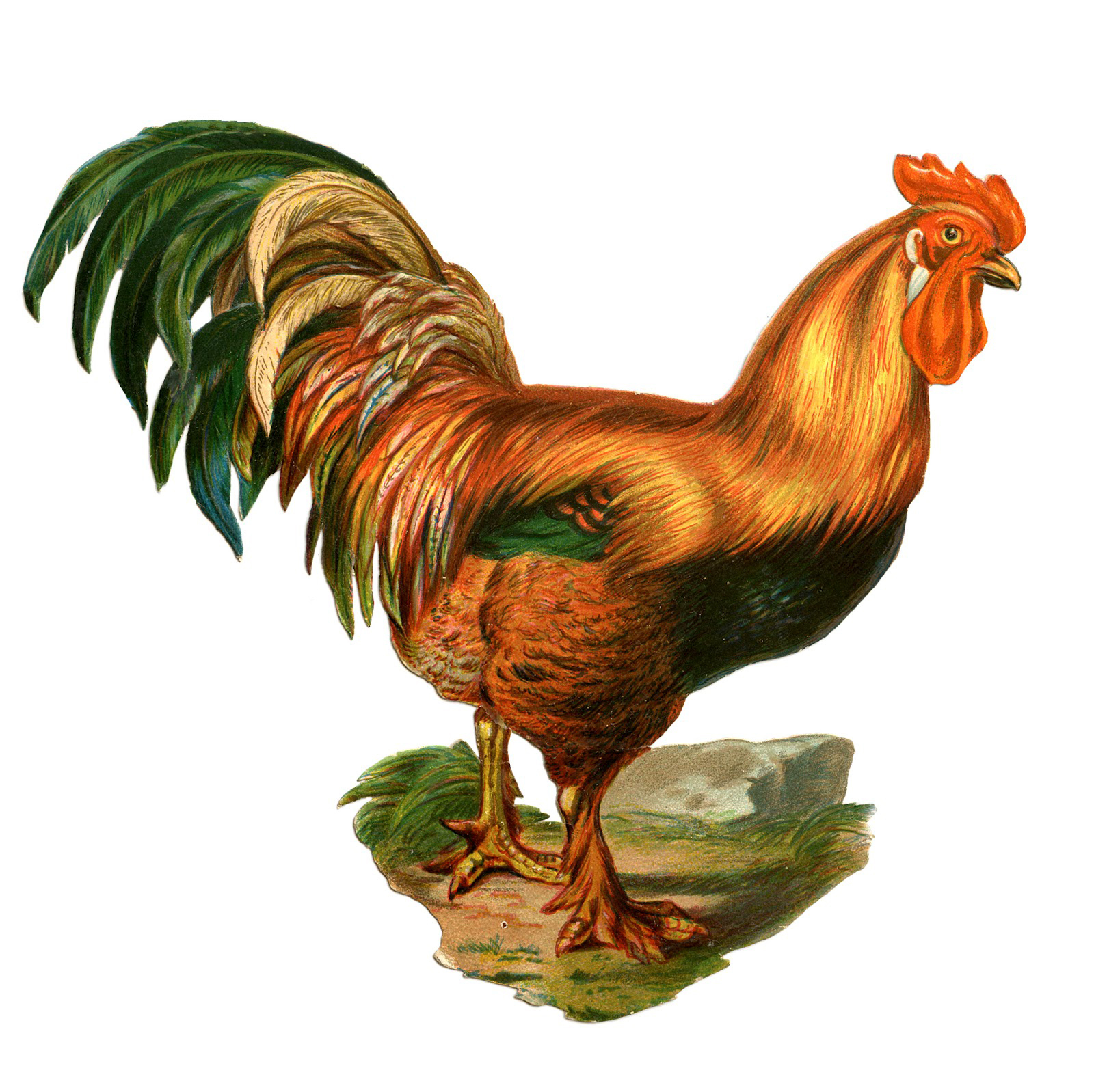 17 Rooster Images! - The Graphics Fairy with regard to Free Printable Pictures of Roosters