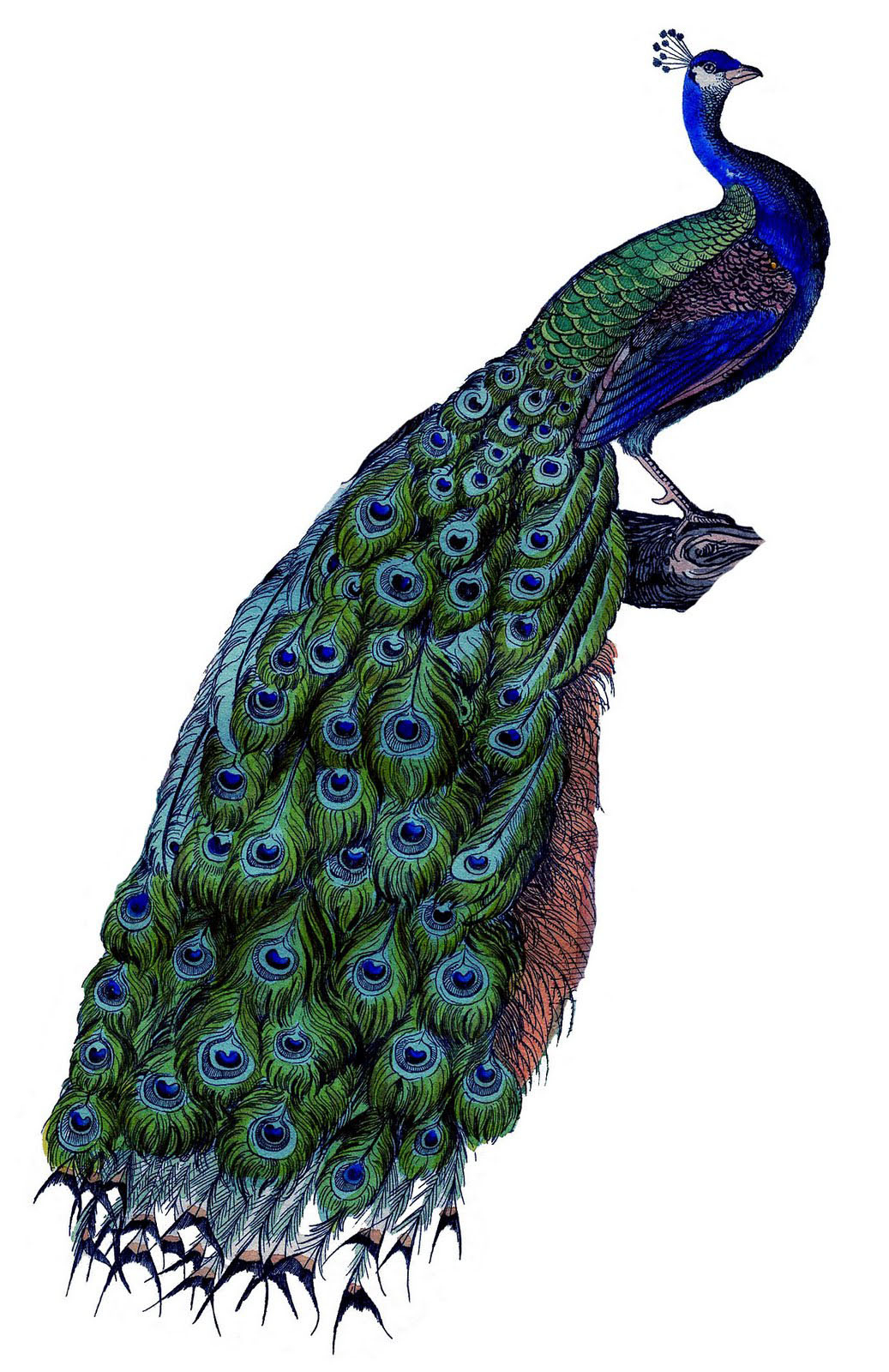 22 Free Peacock Images - Fabulous! - The Graphics Fairy in Free Printable Peacock Pictures