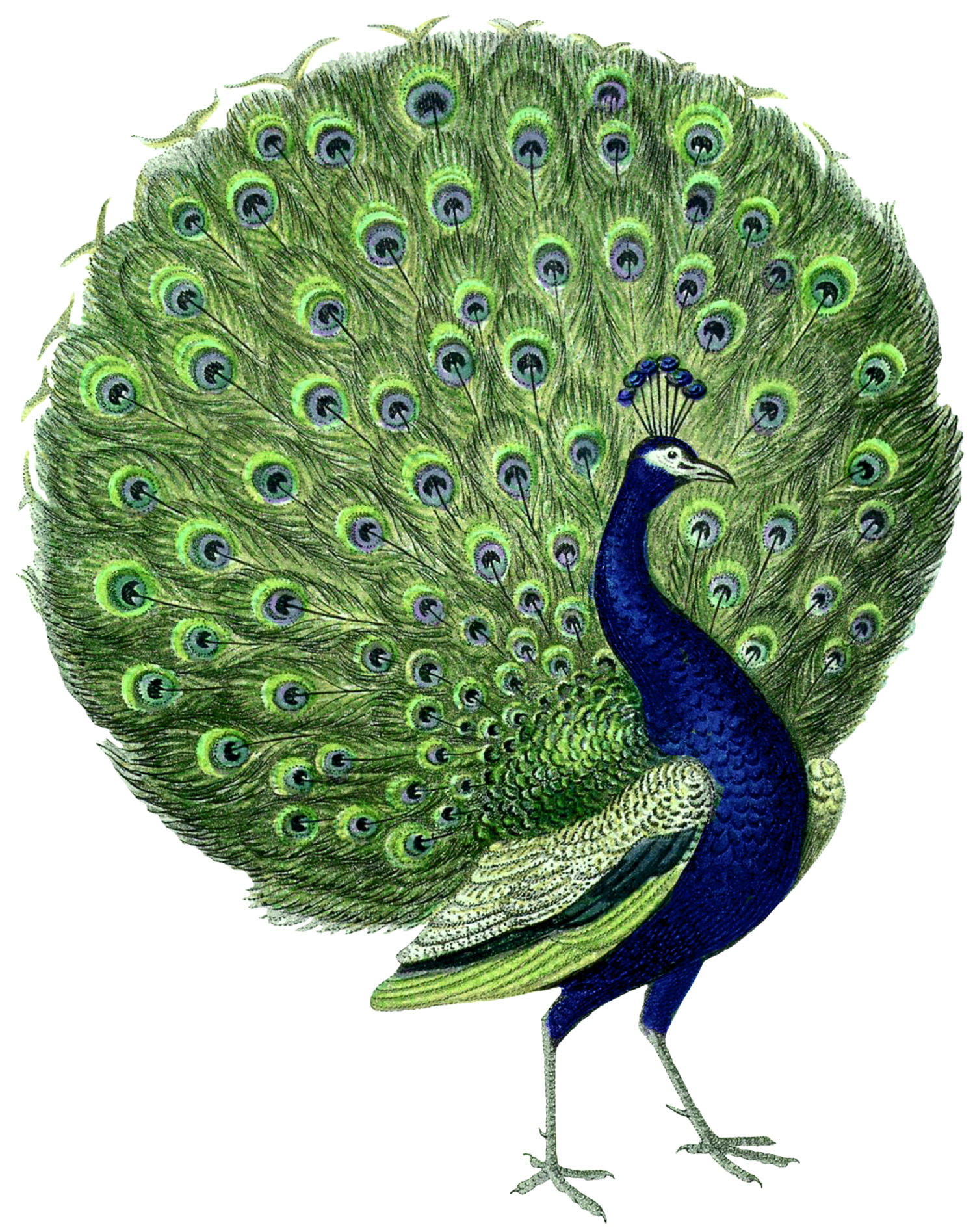 22 Free Peacock Images - Fabulous! - The Graphics Fairy inside Free Printable Peacock Pictures