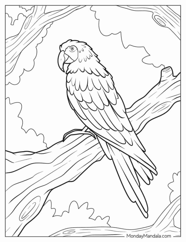 22 Parrot Coloring Pages (Free Pdf Printables) with Free Printable Parrot Coloring Pages