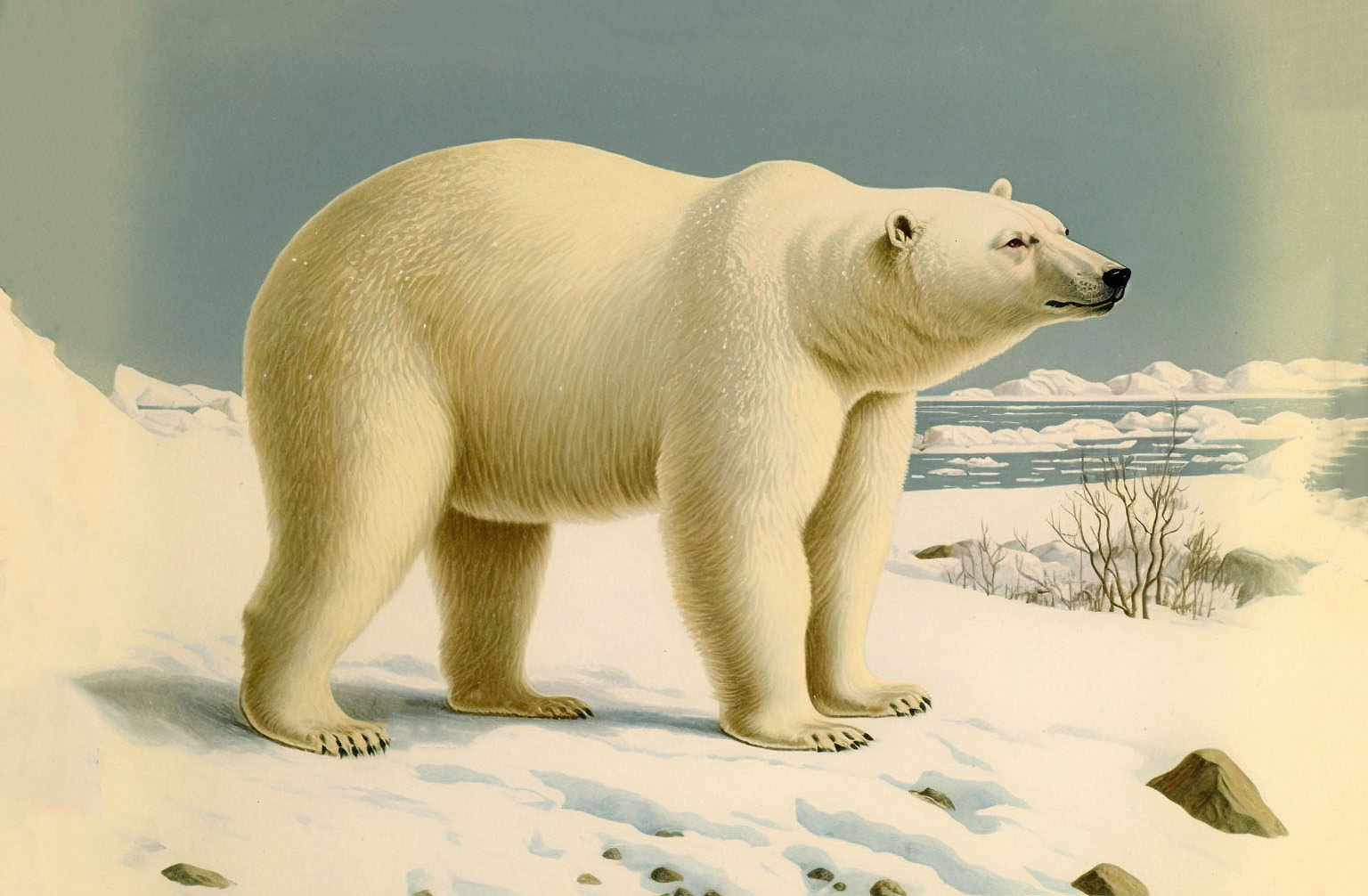 8 Polar Bear Images! - The Graphics Fairy throughout Polar Bear Printable Pictures Free