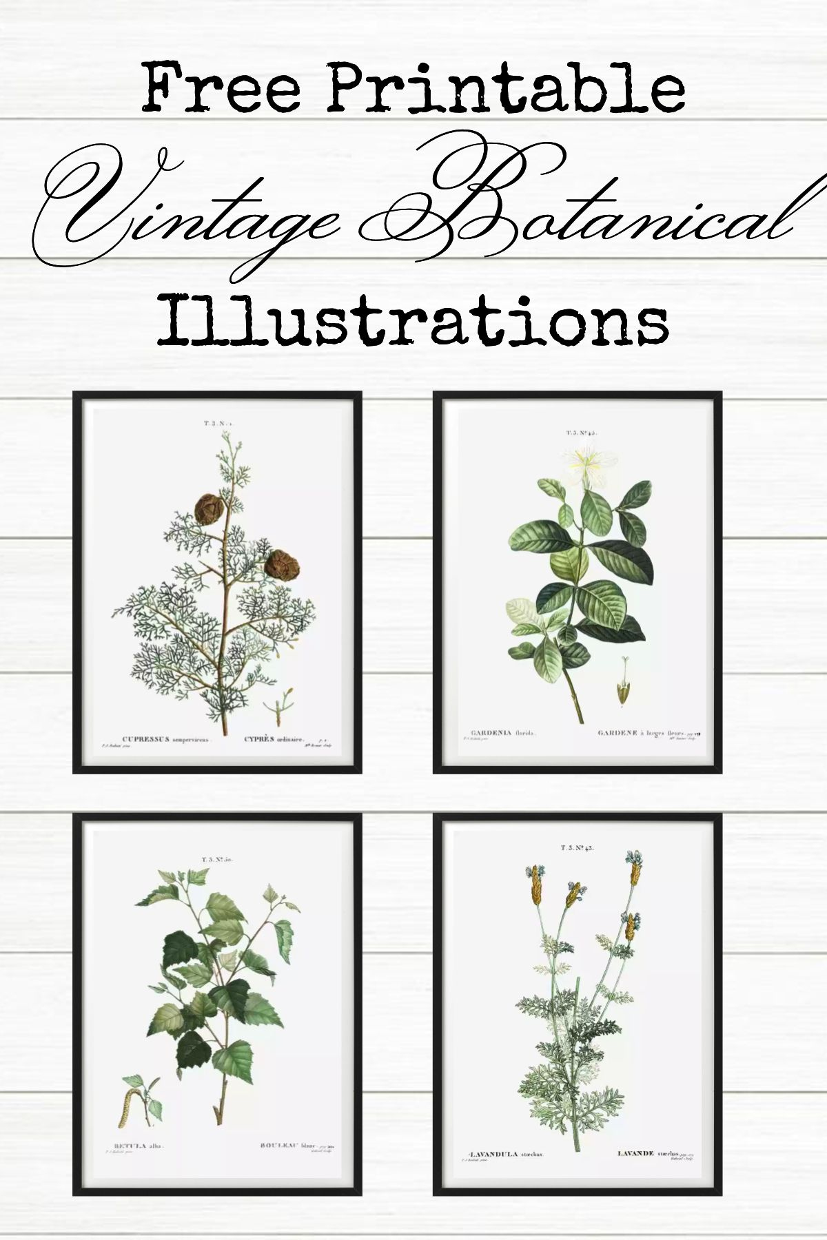 9 Super Easy Bathroom Wall Decor Ideas | Illustrazione Botanica intended for Free Printable Wall Art for Bathroom