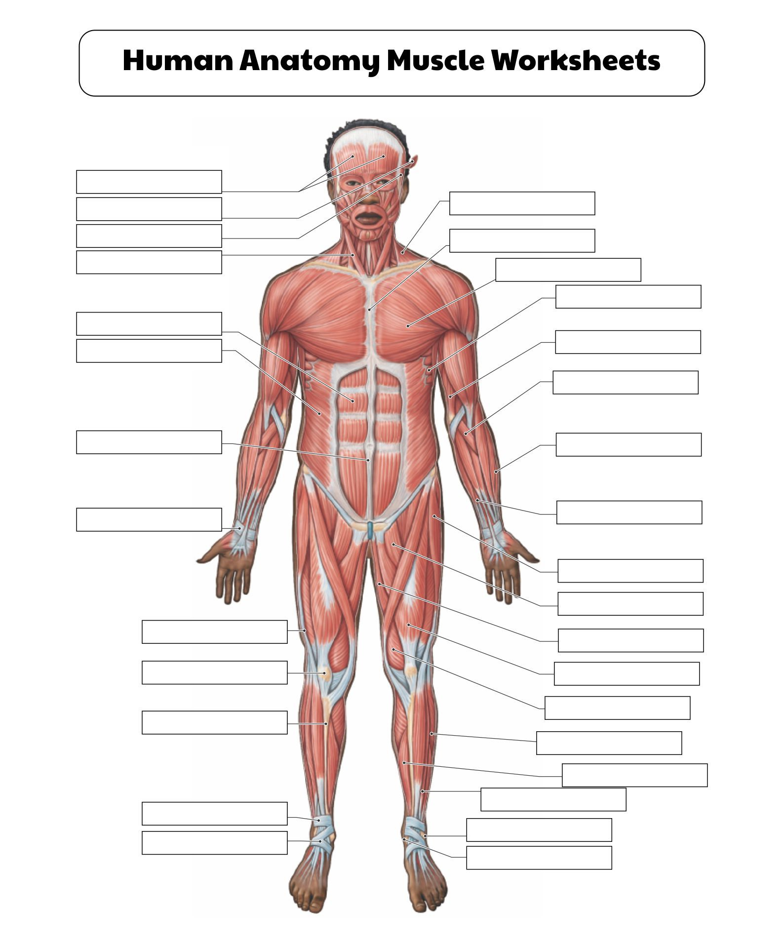 College Anatomy Worksheets Muscles - 10 Free Pdf Printables for Free Printable Muscle Flashcards