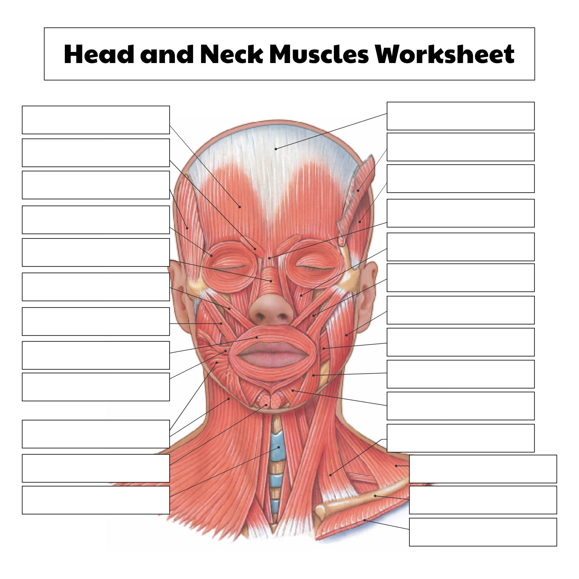 College Anatomy Worksheets Muscles - 10 Free Pdf Printables with regard to Free Printable Human Anatomy Worksheets