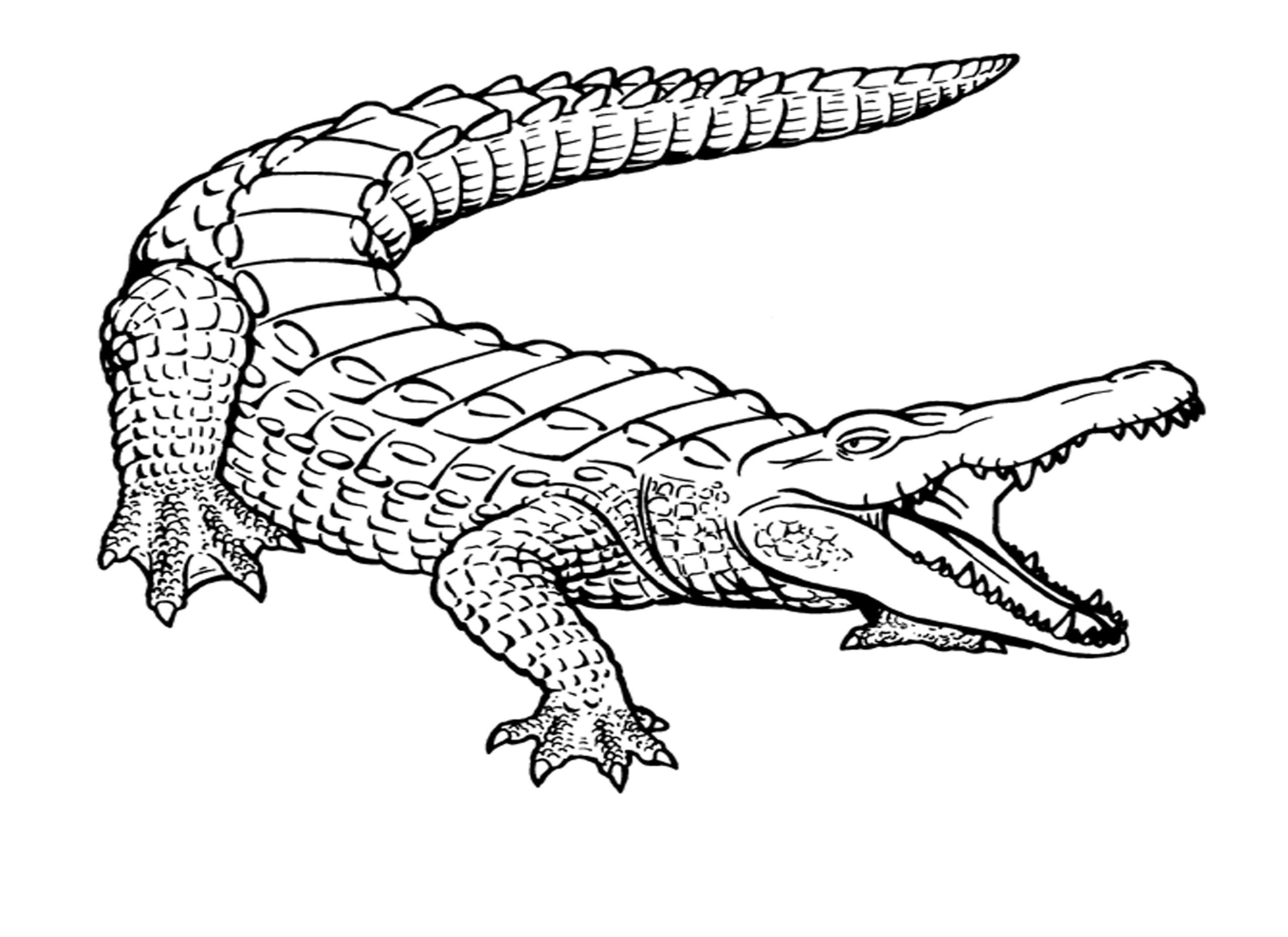 Crocodile Coloring Pages For Kids intended for Free Printable Pictures of Crocodiles