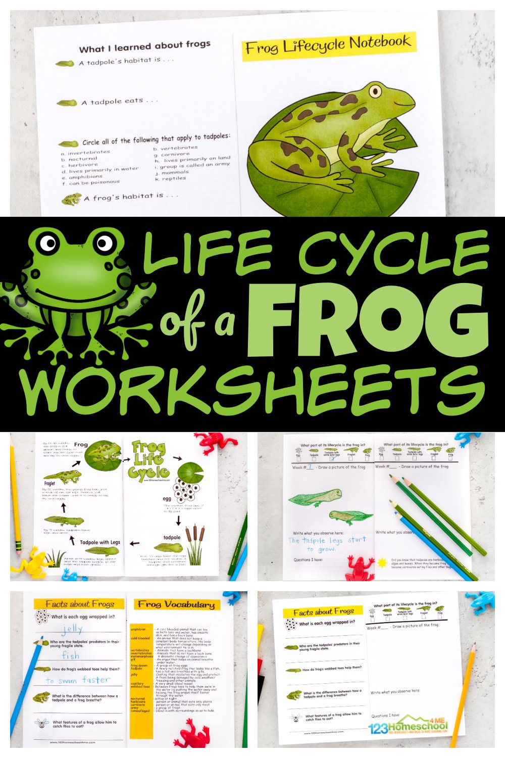 🐸 Free Printable Life Cycle Of A Frog Worksheets throughout Life Cycle Of A Frog Free Printable Book