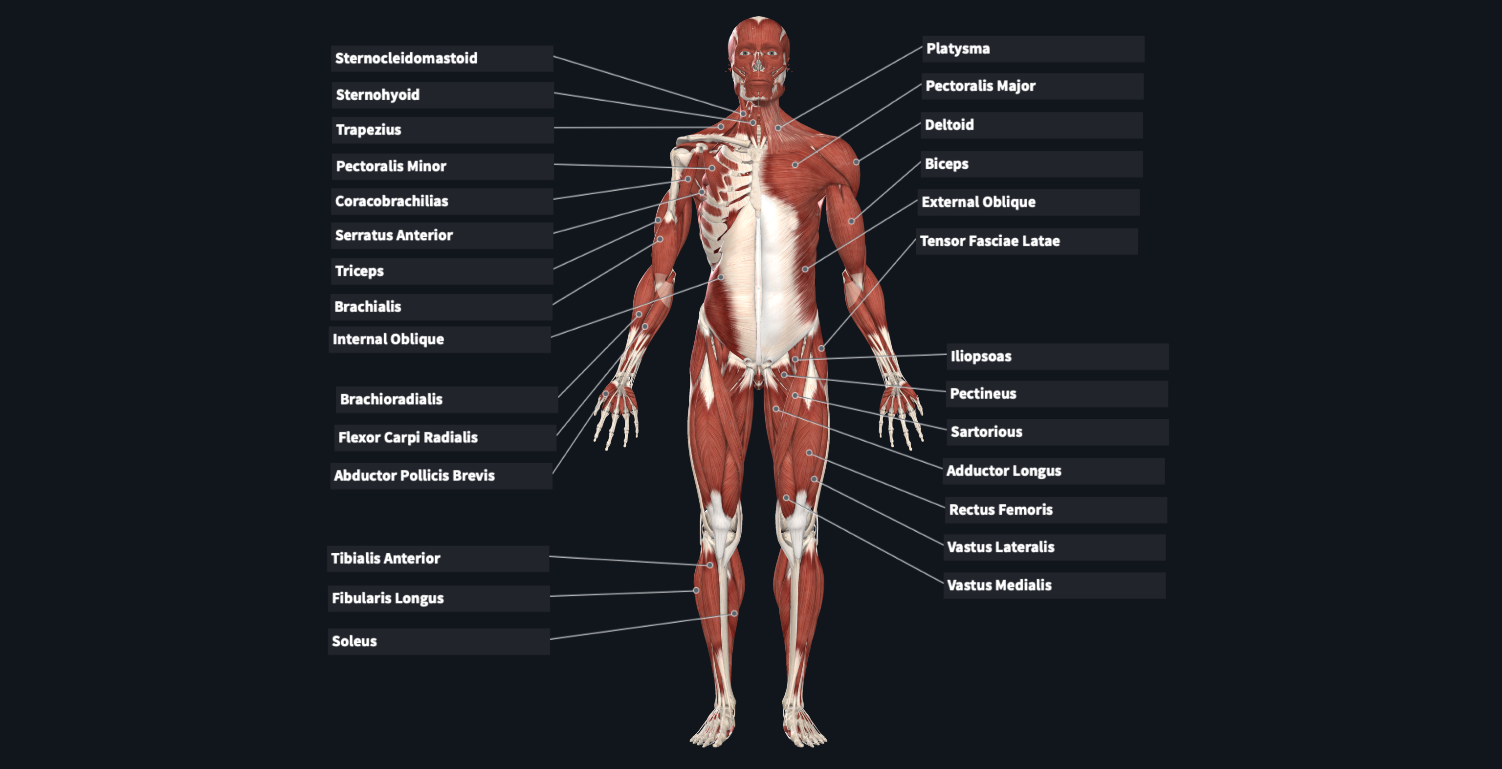 Flashcard: Muscles Anterior View throughout Free Printable Muscle Flashcards