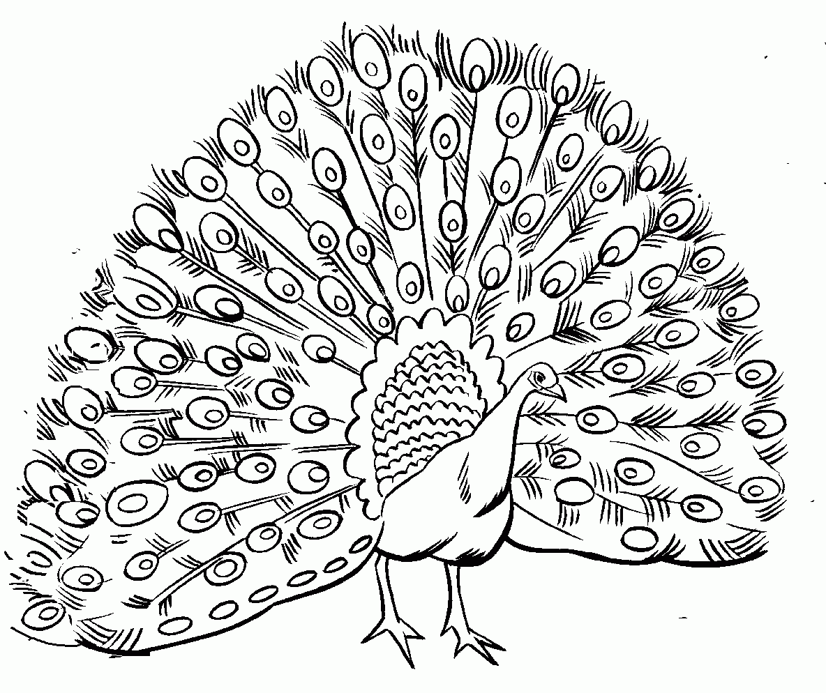 Free B&amp;amp;W Poultry Clip Art - Page 2 with regard to Free Printable Peacock Pictures