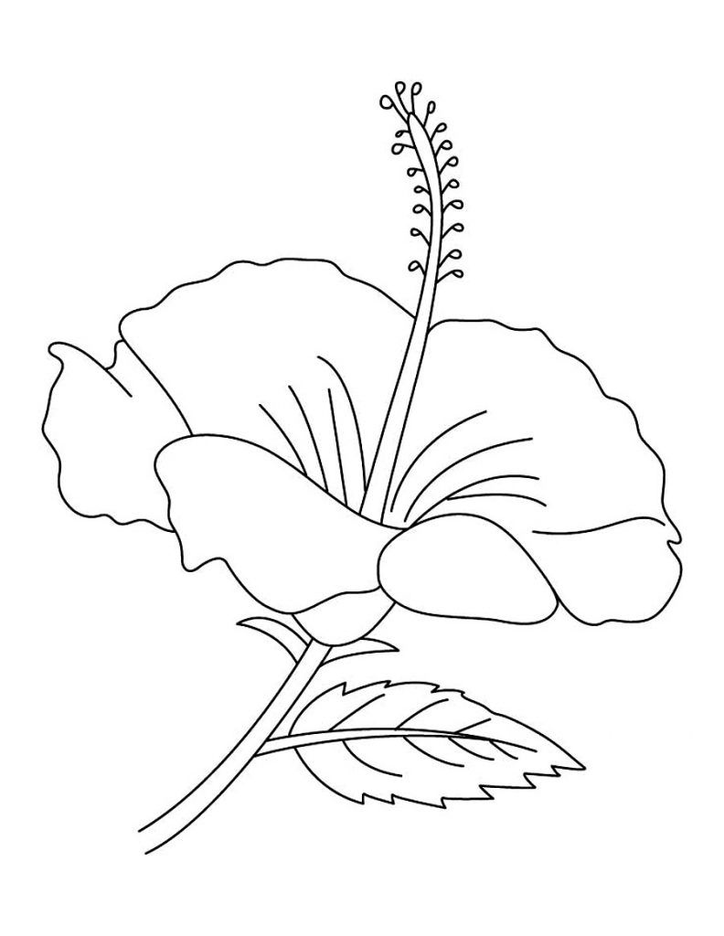 Free Printable Hibiscus Coloring Pages inside Free Printable Hibiscus Coloring Pages