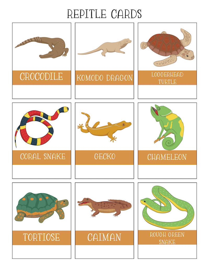 Free Reptiles Worksheets Kids Love - With Printables with regard to Free Printable Reptile Worksheets