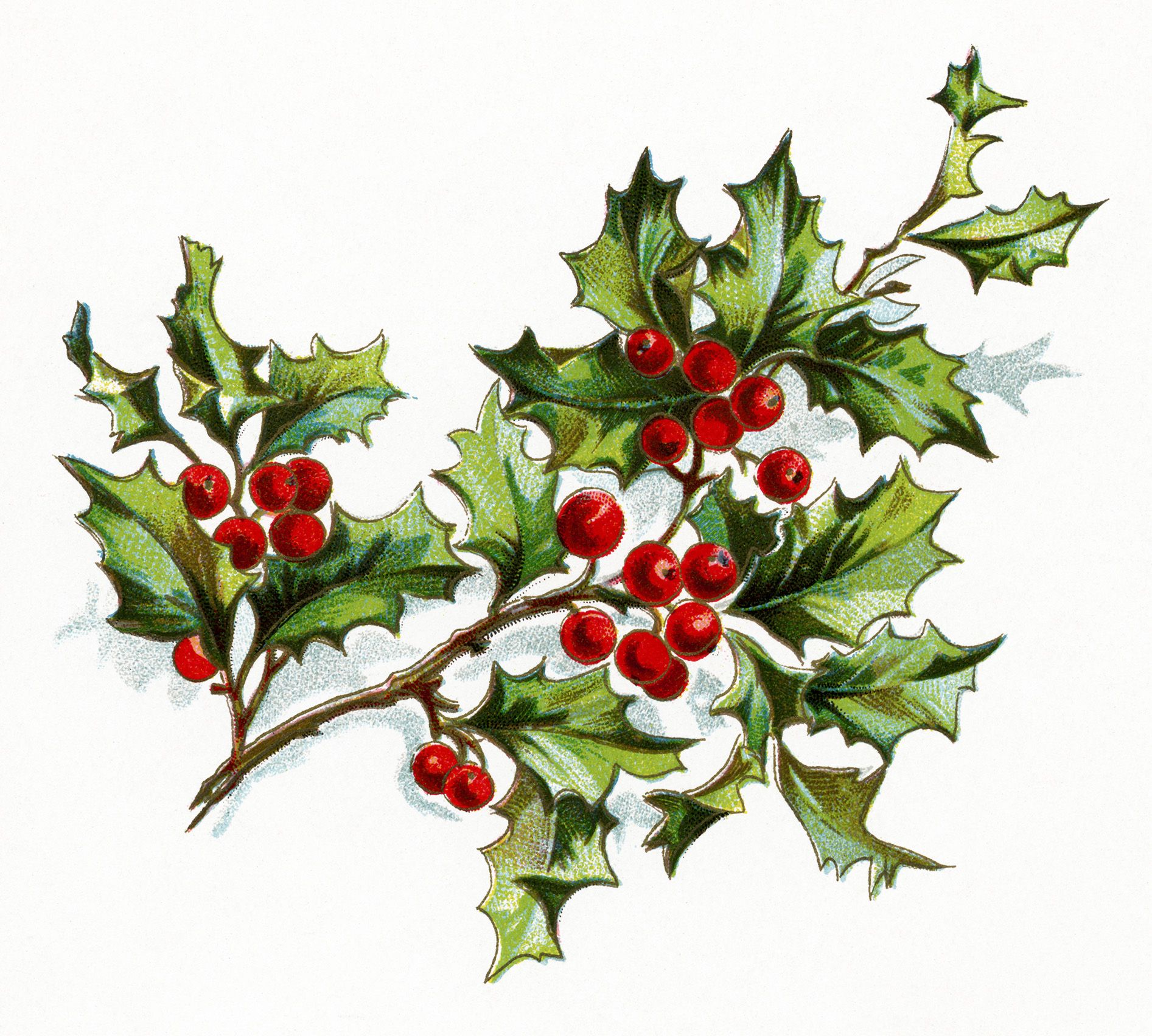 Free Vintage Image ~ Holly And Berries - The Old Design Shop within Free Printable Vintage Christmas Clip Art