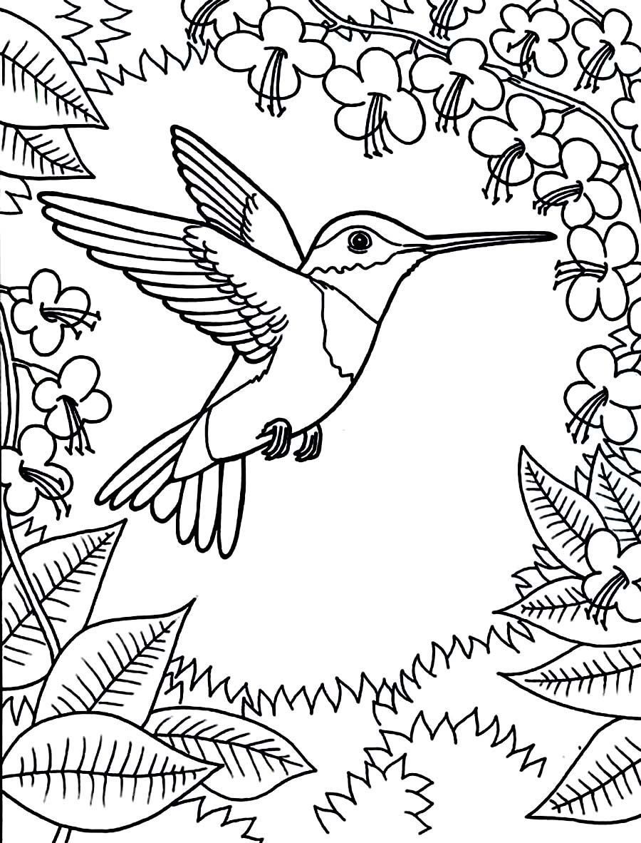 Image Result For Free Printable Hummingbird Coloring Pages | Bird within Free Printable Pictures of Hummingbirds