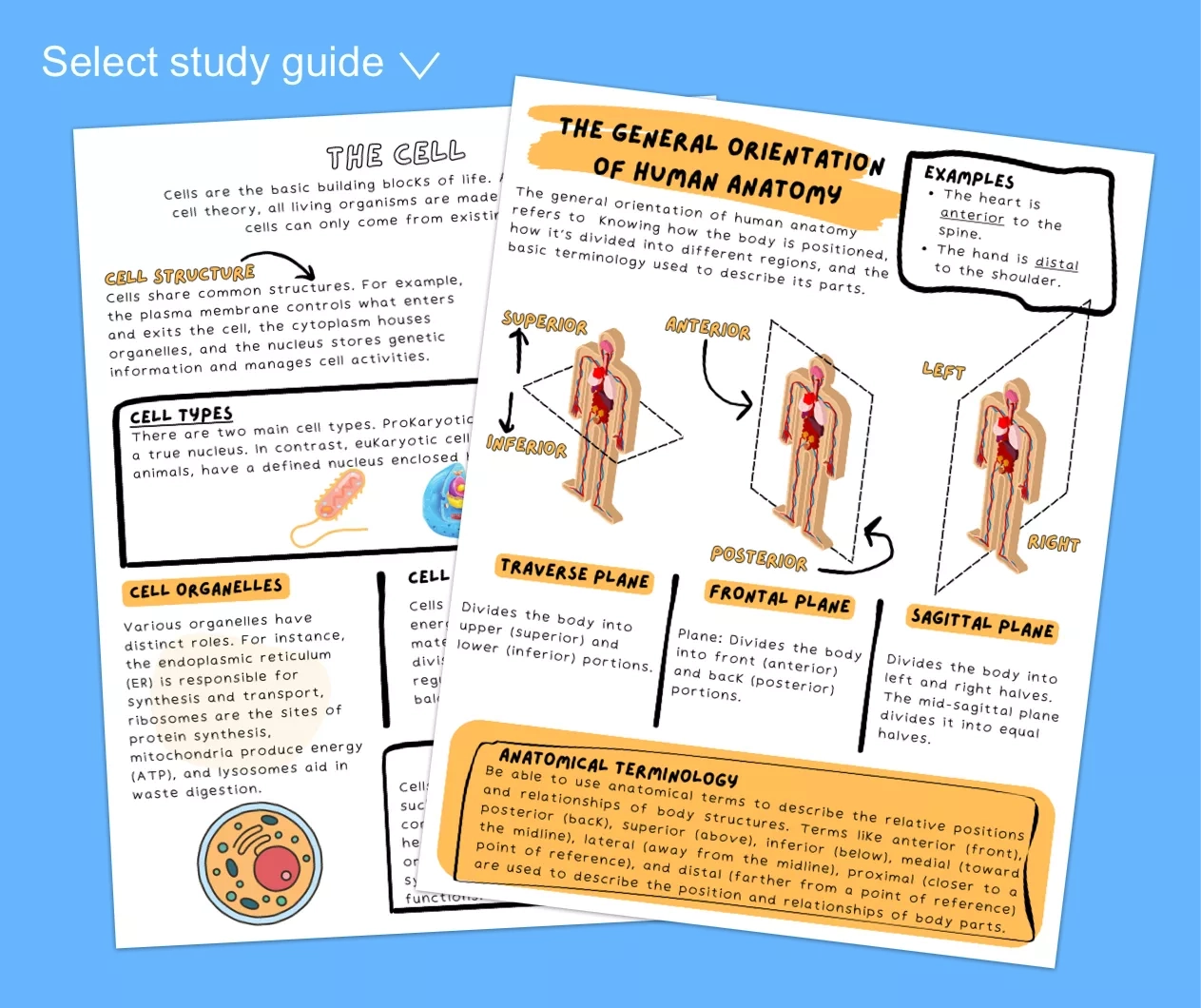 Printable Teas Practice Test Pdf: Free (2024) intended for Free Printable Teas Study Guide