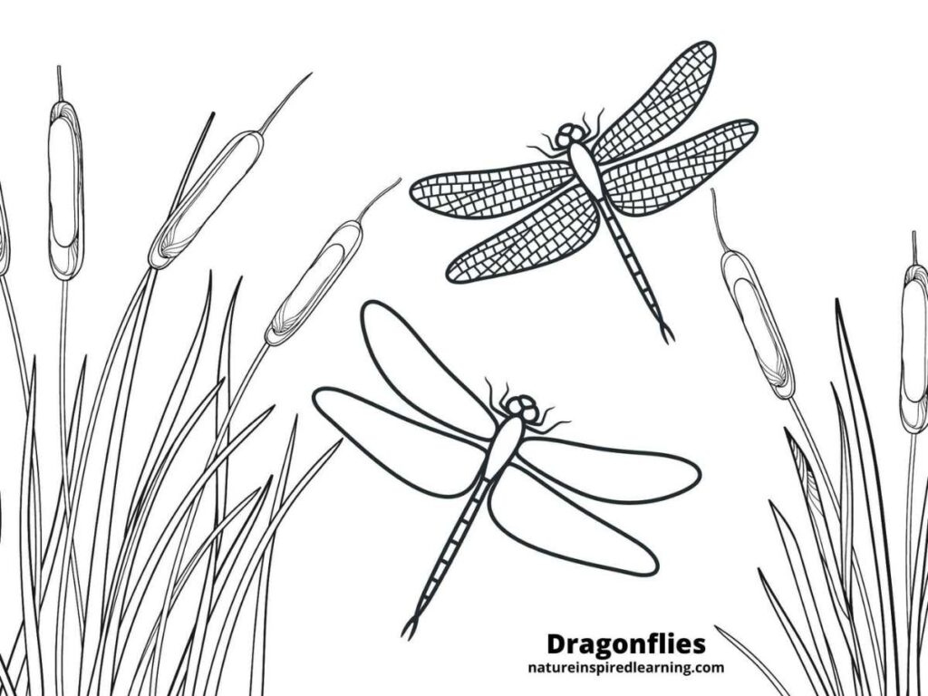 Realistic Dragonfly Coloring Pages - Nature Inspired Learning within Free Printable Pictures of Dragonflies